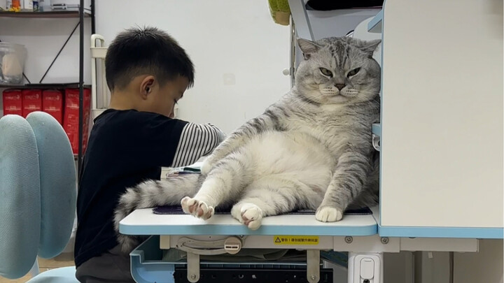 Đại Tráng ăn xong snack cho mèo liền ngồi luôn lên bàn nghỉ ngơi.