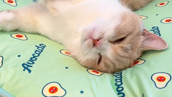 Chiếc đệm lụa mát lạnh, mềm mại này bé mèo thích mê luôn! Vừa nằm lên là ngủ ngon lành, trải đâu ngủ