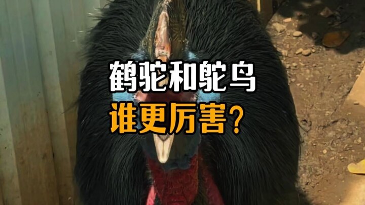 Who’s stronger, the crane or the ostrich?