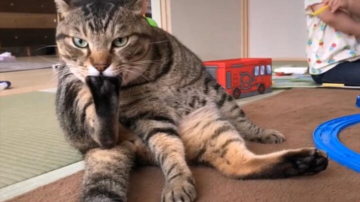 Tik Tok Chó Mèo Hài Hước Nhất Thế Giới | Try Not To Laugh Challenge Impossible Cats And Dogs