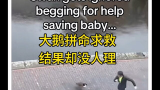 帮助大鹅救出孩子后，我得到了意想不到的回应…