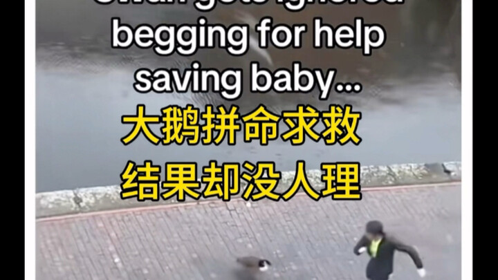 帮助大鹅救出孩子后，我得到了意想不到的回应…