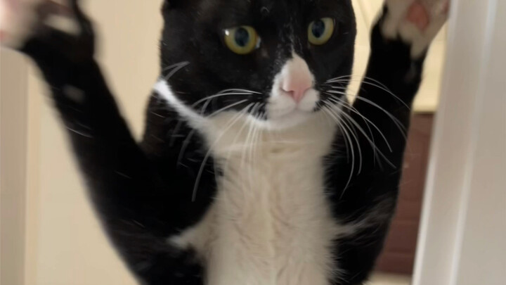 奶牛猫是懂躲猫猫吓人的