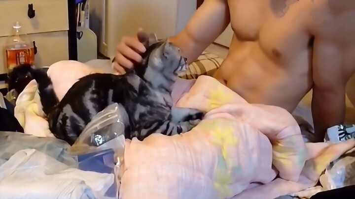 "A Good Man Should Raise Cats"