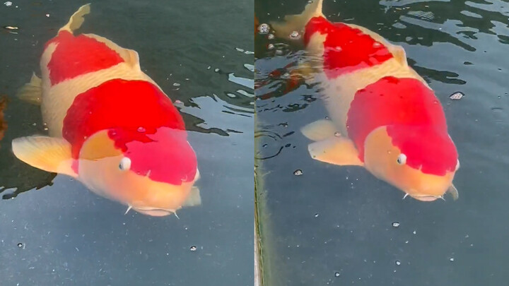 Mega Koi! Released into the fish pond, it’s become the “King of Fish”! Netizens say: This time, you 