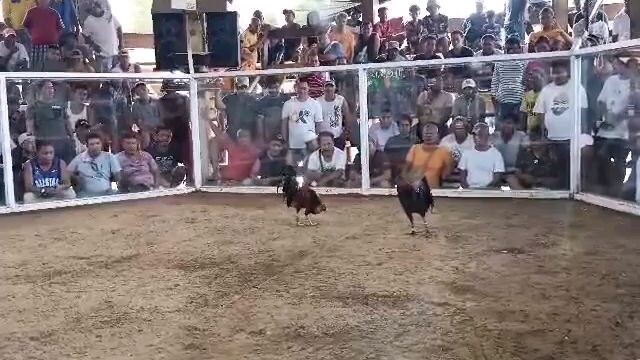 Our Super Abuhin 3 times winner!