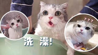 Washing two cats in one go! Both cats and humans made all sorts of different sounds.