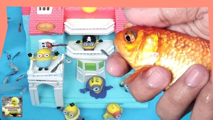 Minions Play with koi fish, guppies, comet fish - Cute Baby Animals - The Animals Cute Around Us