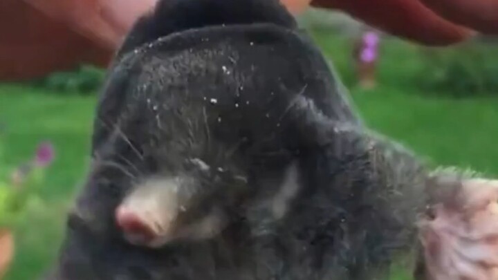 Super cute little mole