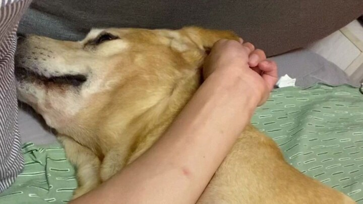 Anjing kuning besar dari keluarga mana yang mendengkur, kentut, dan menggeretakkan gigi saat tidur?