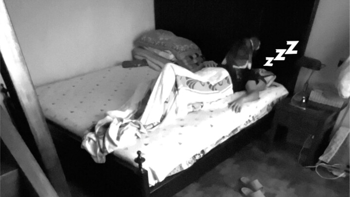 姐妹，养猫吗？这几只都看看，有相中的没有？