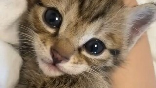One minute of playing with cats, an entire day of recharging.