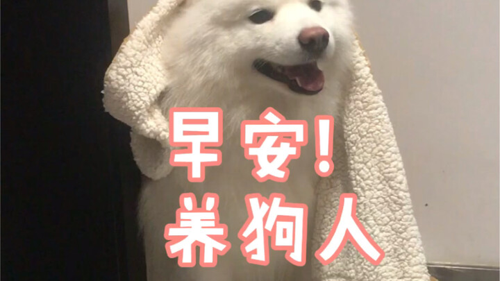 Cố lên, chúng ta đều là người nuôi chó!