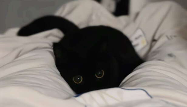 สัตว์ประหลาดผ้าห่มกินน้องแมวไปแล้ว!!!