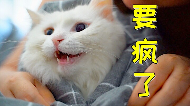 24-hour no-phone cat-petting challenge. Cat: Who knows how I made it through!