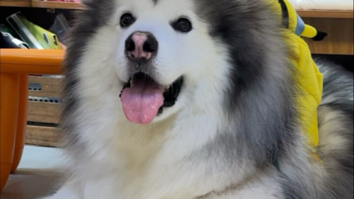 Ternyata anak anjing juga punya harga diri…