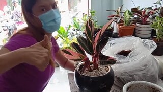 PLANTS QUICK REPOTTING