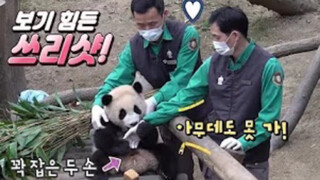 210307 Gấu trúc Phúc Bảo | Chơi đùa và tạo dáng cùng nhân viên chăm sóc