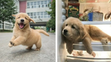 การรวบรวมลูกสุนัขโกลเด้นรีทรีฟเวอร์ที่ตลกและน่ารัก 1- ลูกสุนัขโกลเด้นที่น่ารักที่สุดในปี 2022