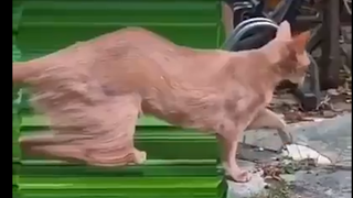 就不能给猫咪整点阳间的特效么？