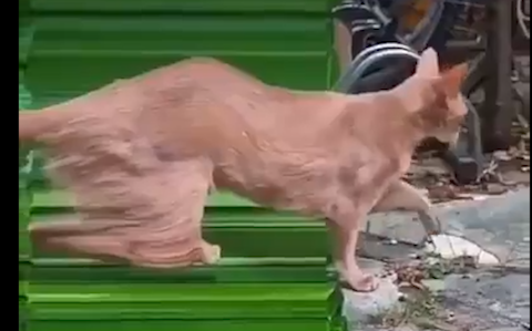 Can’t we give cats some special effects from the human world?