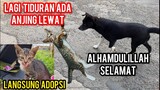 Anak Kucing Jalanan Ini Kaget Tiba-Tiba Ada Di Basecamp Cats Lovers Tv..!