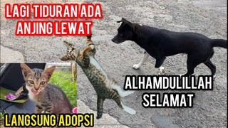 Anak Kucing Jalanan Ini Kaget Tiba-Tiba Ada Di Basecamp Cats Lovers Tv..!