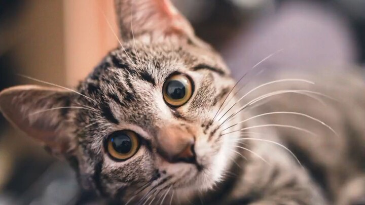 meow