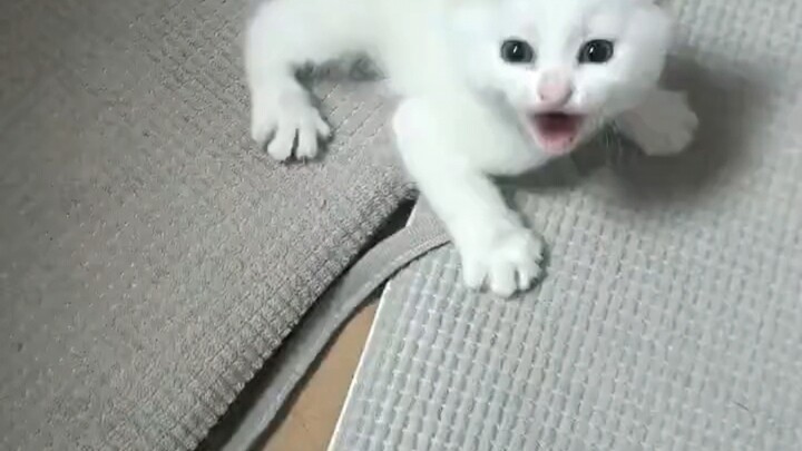 A 20-day-old kitten already knows how to bark!