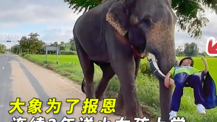 الفيل يصطحب الفتاة الصغيرة إلى المدرسة لثلاث سنوات متتالية، ورغم تأخرها اليومي، فإن شعورها بالأمان ي