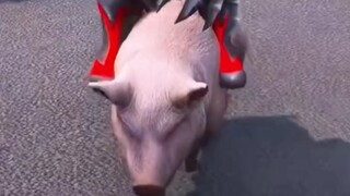 Little Belia rides a pig!