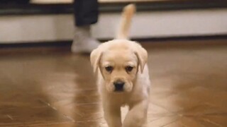 导盲犬小q的一生，高分催泪电影！#电影解说 #导盲犬小q #狗狗 #治愈 #影娱漫淡编辑部