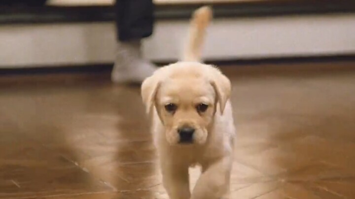 ชีวิตของเจ้าหมาไคโตะ หมานำทางสุดน่ารัก ภาพยนตร์น้ำตาไหลคะแนนสูง! #คำอธิบายหนัง #เจ้าหมาไคโตะ #สุนัข 