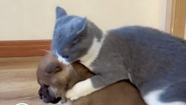 Akhirnya paham kenapa tukang reparasi kucing di rumah selalu suka memperbaiki anjing—ternyata begini