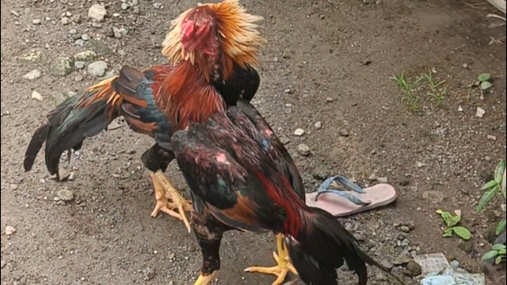 Mandatory Stretching every week.