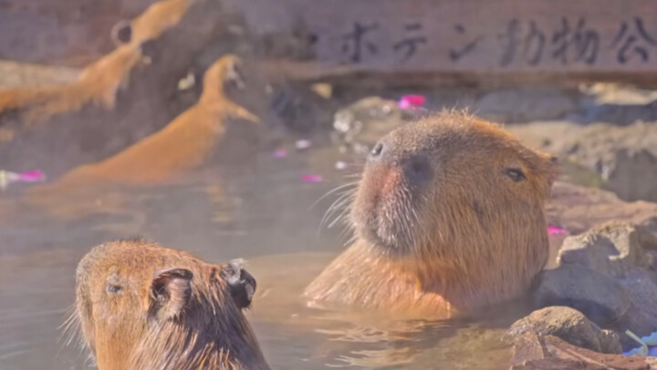 Capybara: A soak in the hot spring—better than being a god!