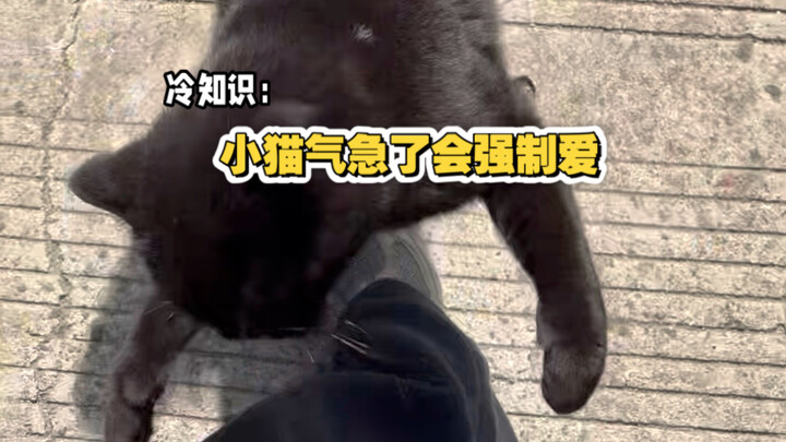 Fun fact: When a kitten gets really mad, it’ll force its affection on you.