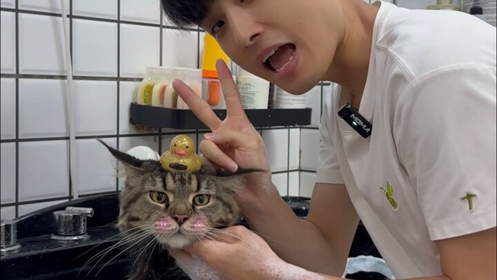 Chú mèo Maine khổng lồ cực ngố nghếch!