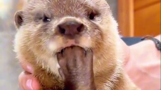 Otters will choose a favorite stone and use it for the rest of their lives. They use it as a toy and