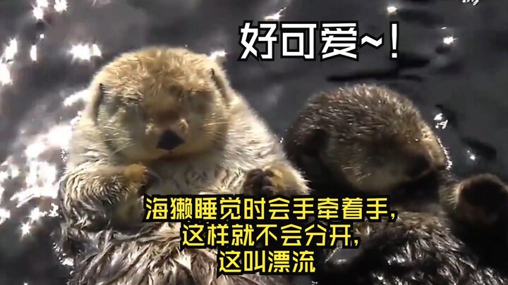 好可爱~！海獭睡觉时会手牵着手，这样就不会分开，这种行为被称为漂流