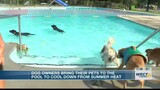 Dogs enjoy splash at Pooch Plunge at Legion Stadium Pool