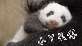 小丫头你娃叫得好像人类小宝宝喔！（大熊猫小丫头带溜溜好多嗯嗯叫）20191123