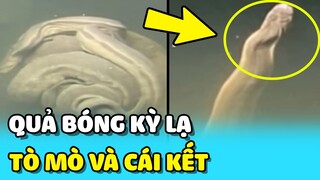 💥 Phát hiện QUẢ BÓNG KỲ LẠ tò mò xem thử và cái kết ngã ngửa | TIN GIẢI TRÍ