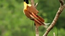 Bird of Paradise | Burung Surga Dari Papua Cendrawasih