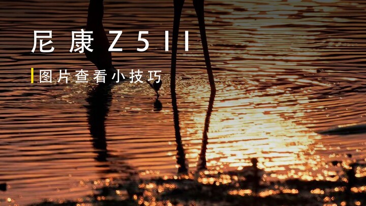 Mẹo ẩn của Nikon Z5 II 🔥 Tăng gấp đôi hiệu suất chọn ảnh