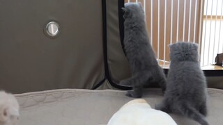 Mèo mẹ nhốt các bé mèo con trong lồng :3