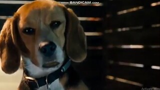 Cats & Dogs - Agent Scene