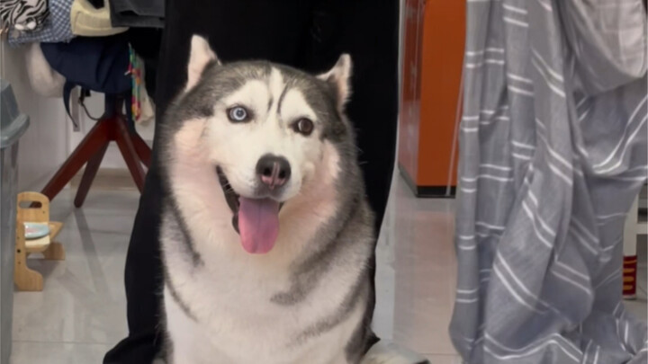 Mời các bạn xem màn ảo thuật biến mất chú chó