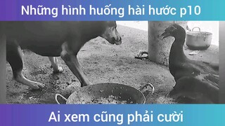 Những tình huống hài hước p10