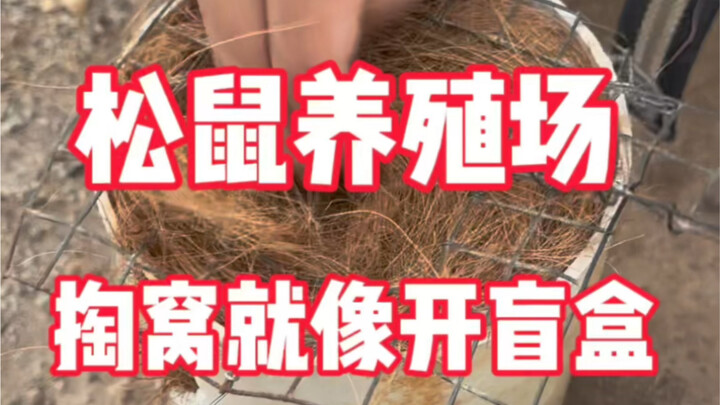 【松鼠掏窝】在养殖场掏窝，竟然还掏出一只花色